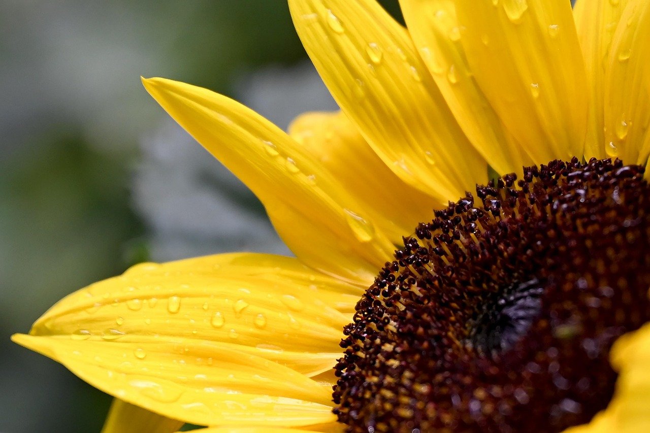 Beyond NPK: Soil Conditioners For Thriving Ecosystems