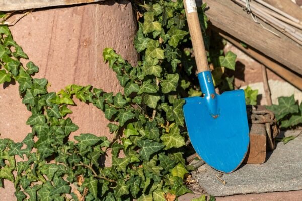 Peat Moss: Sustainable Sourcing Or Ecological Disaster?