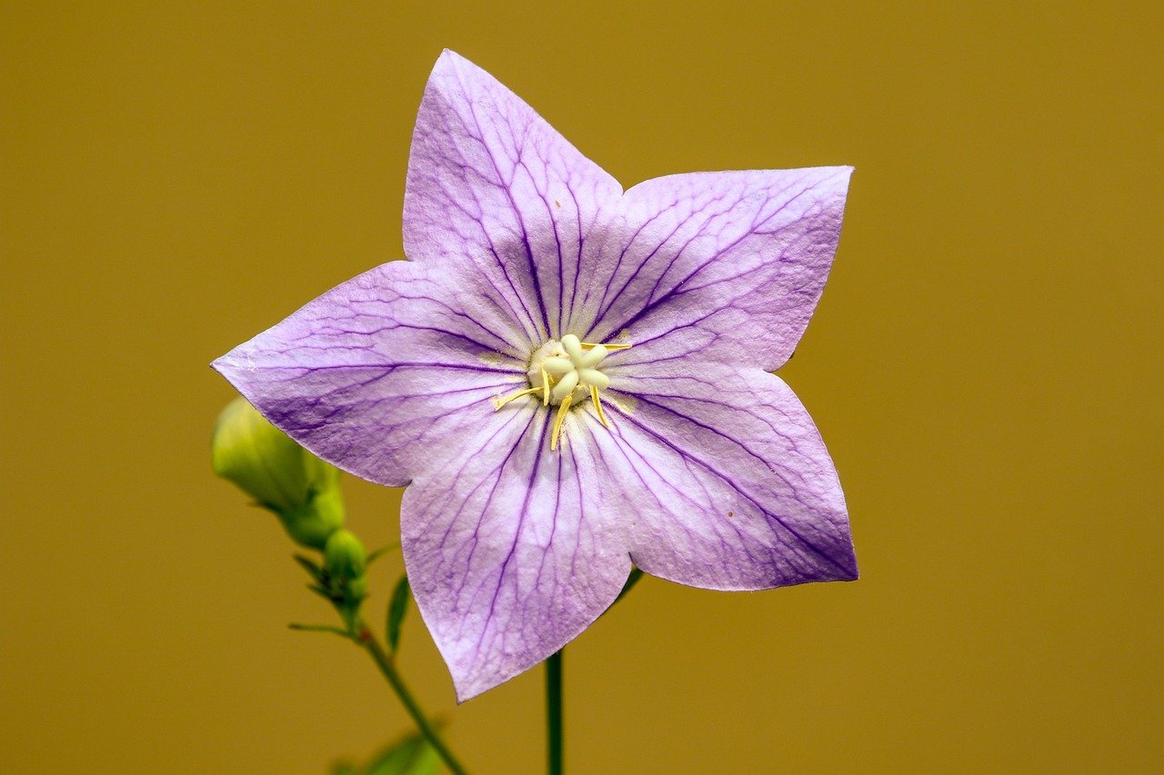Watering Wand: Gentle Cascade Or High-Pressure Powerhouse?